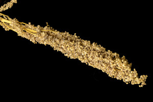 The Netherlands, Utrecht, 10-05-2014, Er zijn vele soorten , en kleuren quinoa, het uiterst populaire zuid amerikaanse super food. In Europa ver dubbelde de prijs van Quinoa in een half jaar tijd . Errst het van het voedsel van de arme Zuid Amerikaanse boeren uit het Andes gebergte , nu een luxe product voor de happy-few. foto Michael Kooren/Hollandse Hoogte