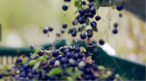 Berries